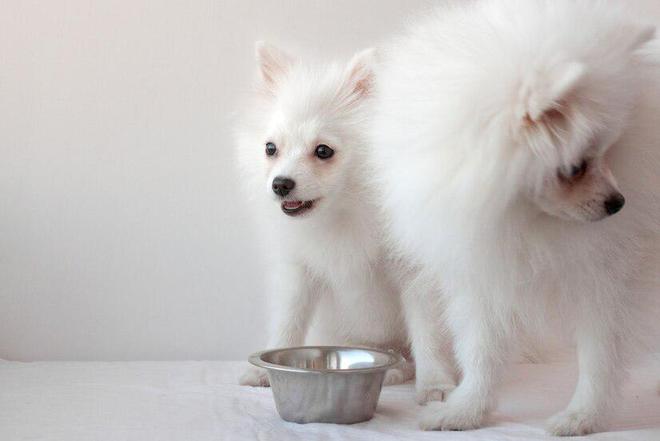 萨摩耶犬两个月大时能否洗澡的探讨