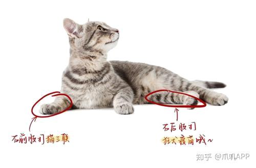 猫的健康与疫苗注射，关于猫几个月能打狂犬疫苗的探讨