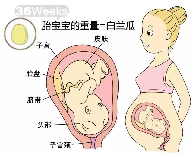 四个月胎儿股骨长标准解析